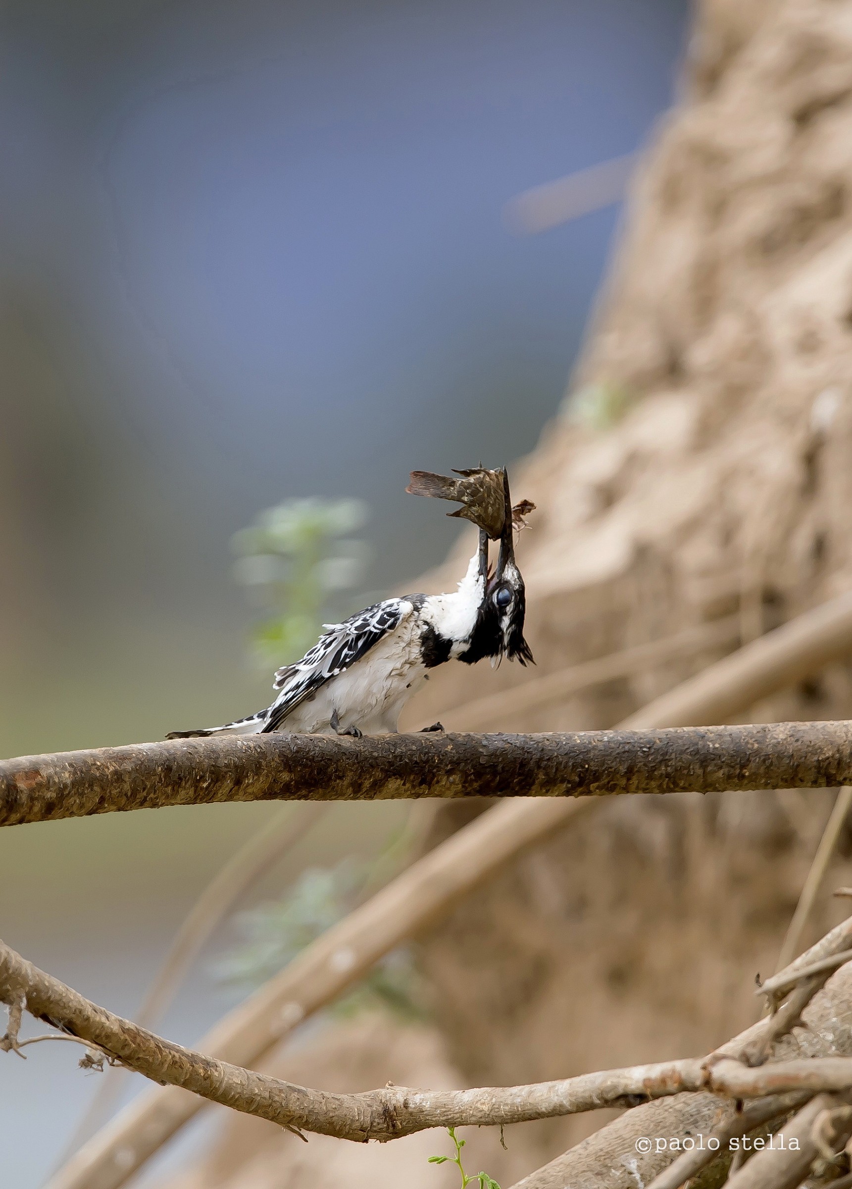 the kingfisher and fish - 12