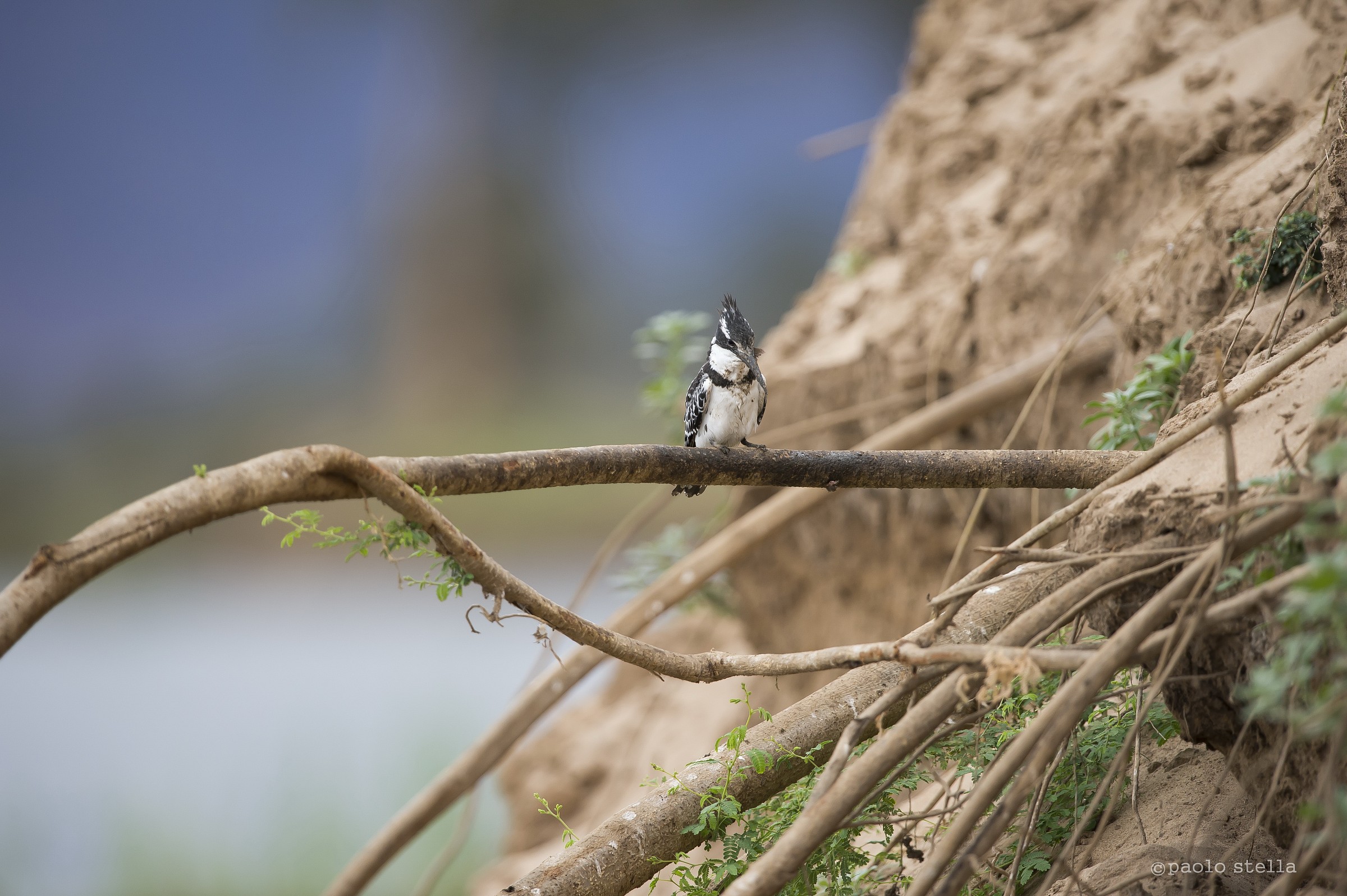 the kingfisher and fish - 19