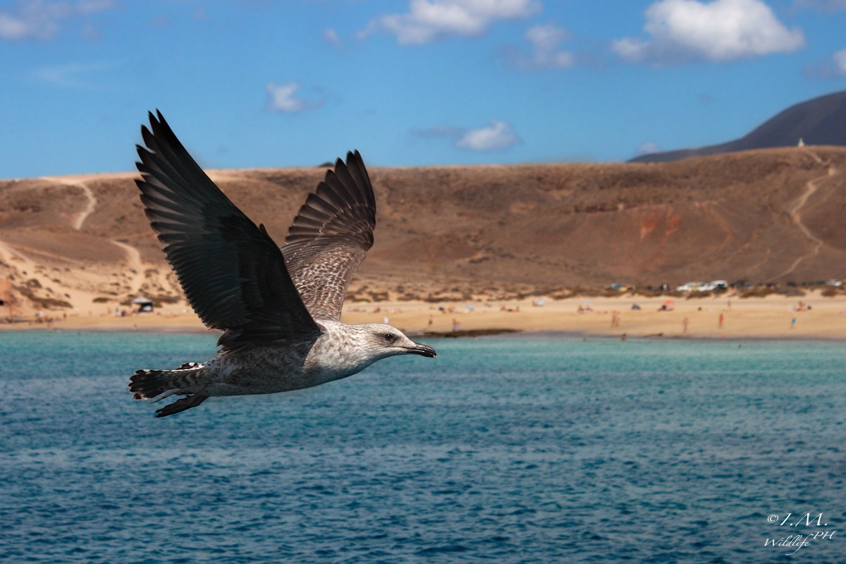 In volo con il gabbiano