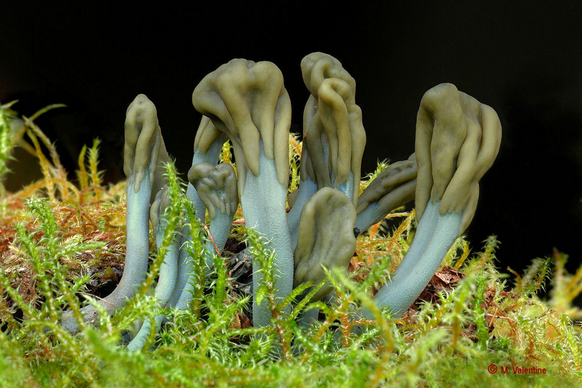 Verde Earthtongue - Microglossum viride