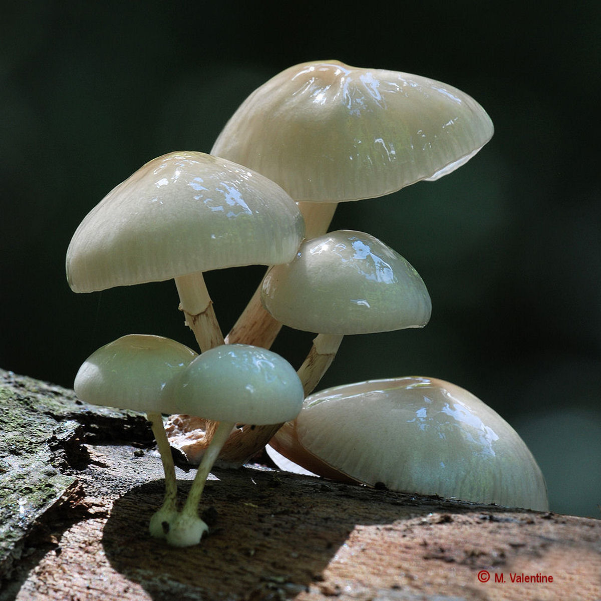 Porcelain Fungus - Oudemansiella mucida