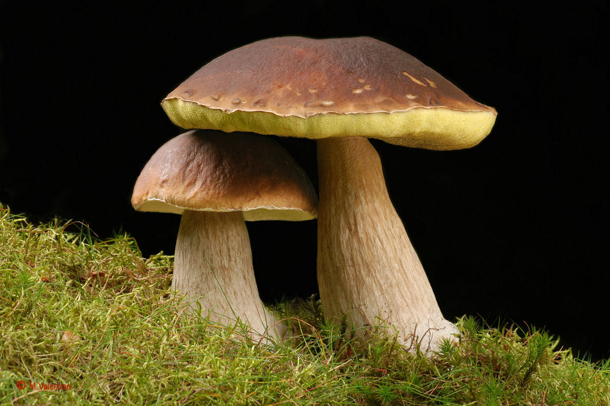 Cep - Boletus edulis
