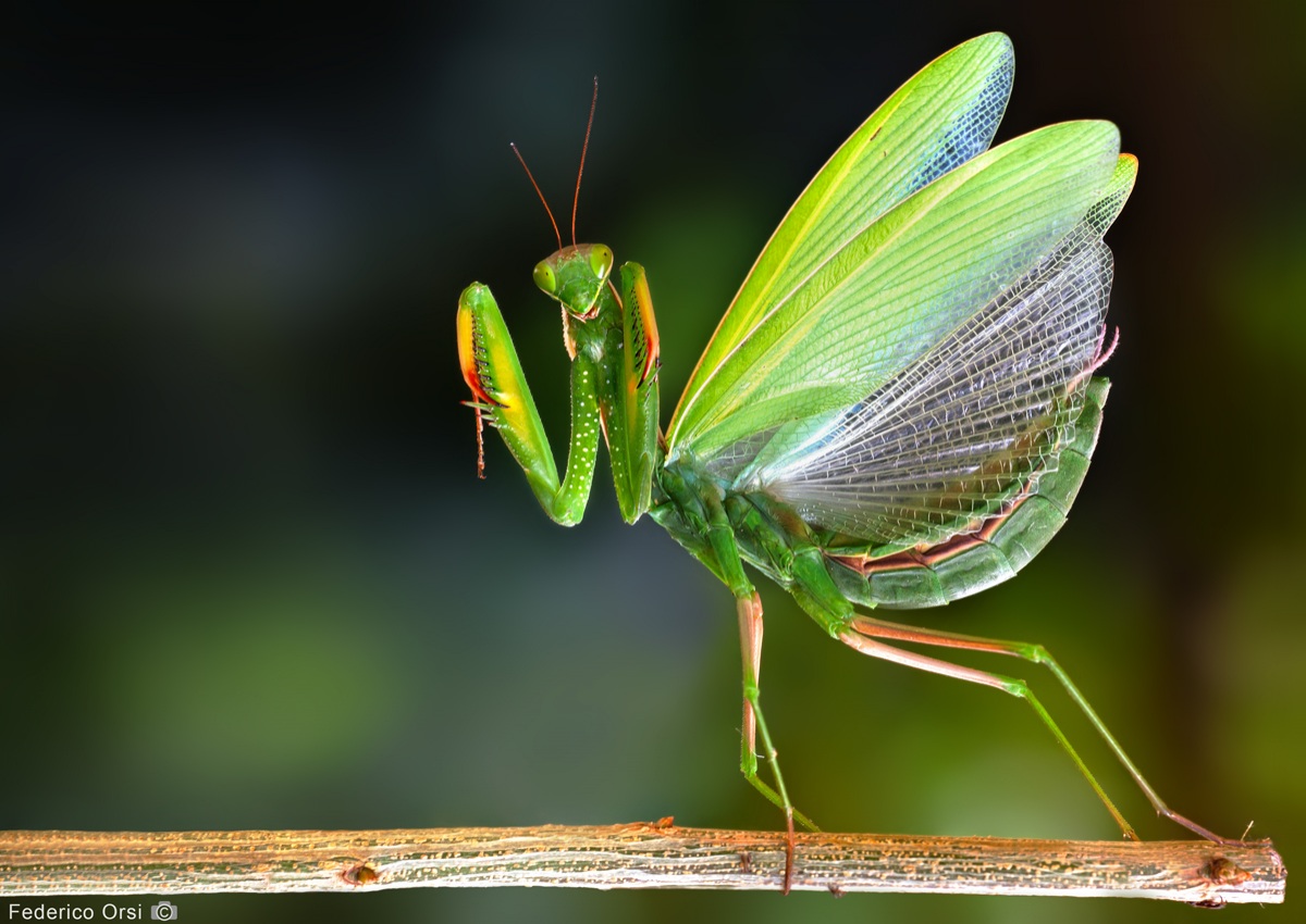 Il soffio della Mantide