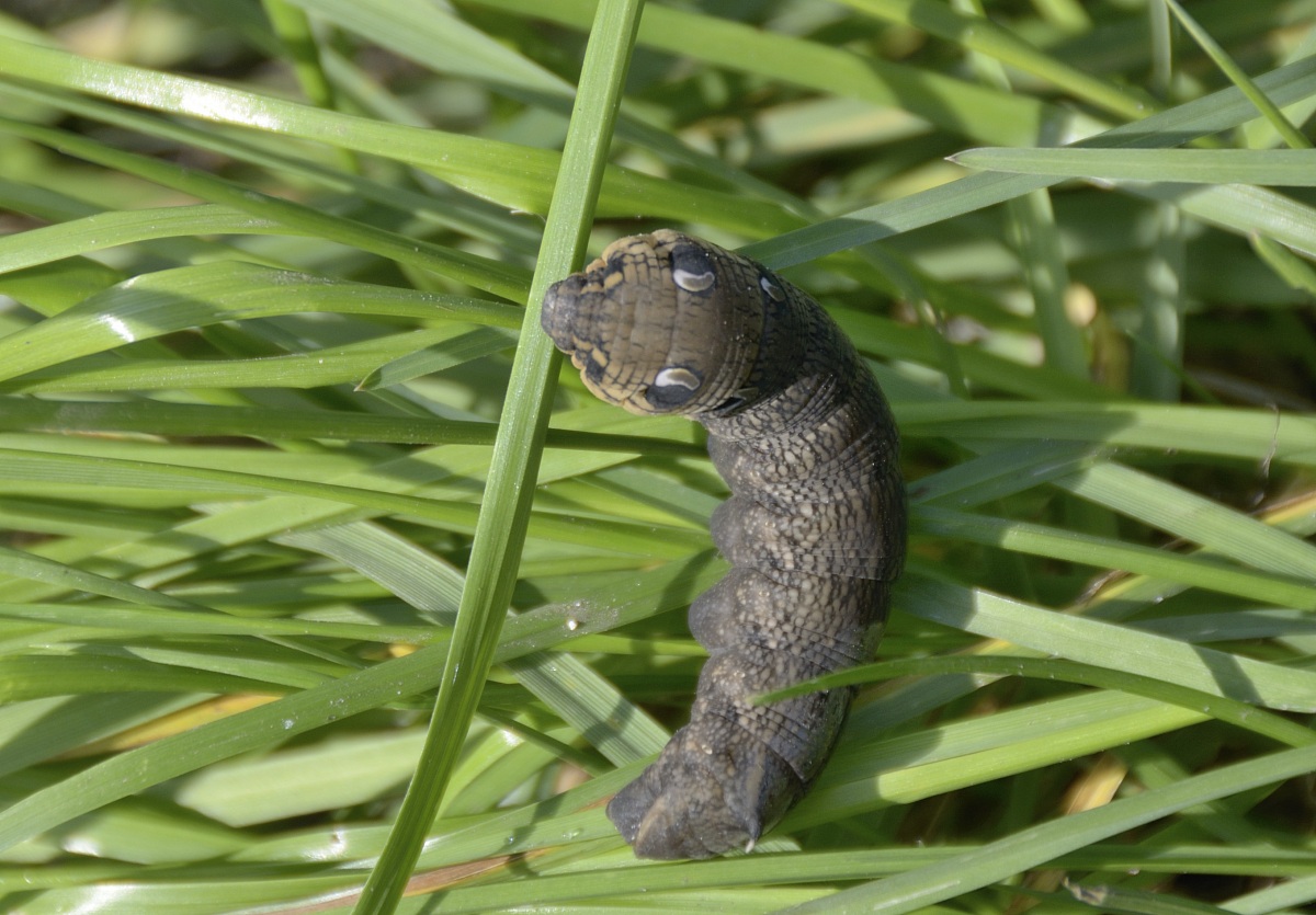 Deilephila elpenor, known as the Elephant Hawk-moth