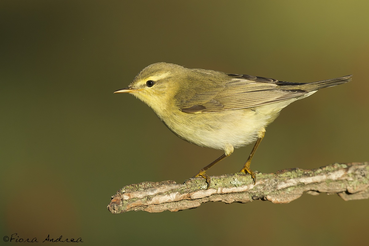 A Big Warbler ...
