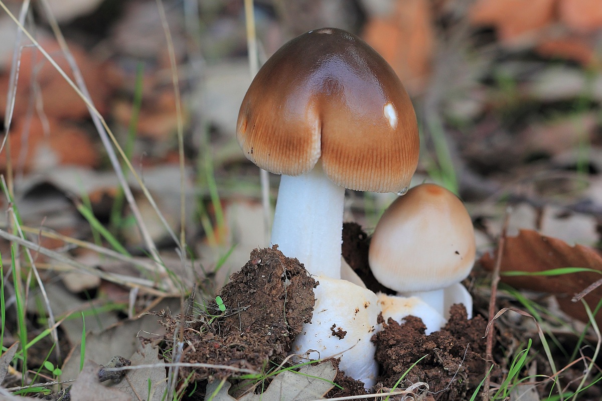Amanita vaginata (unbrinolutea)