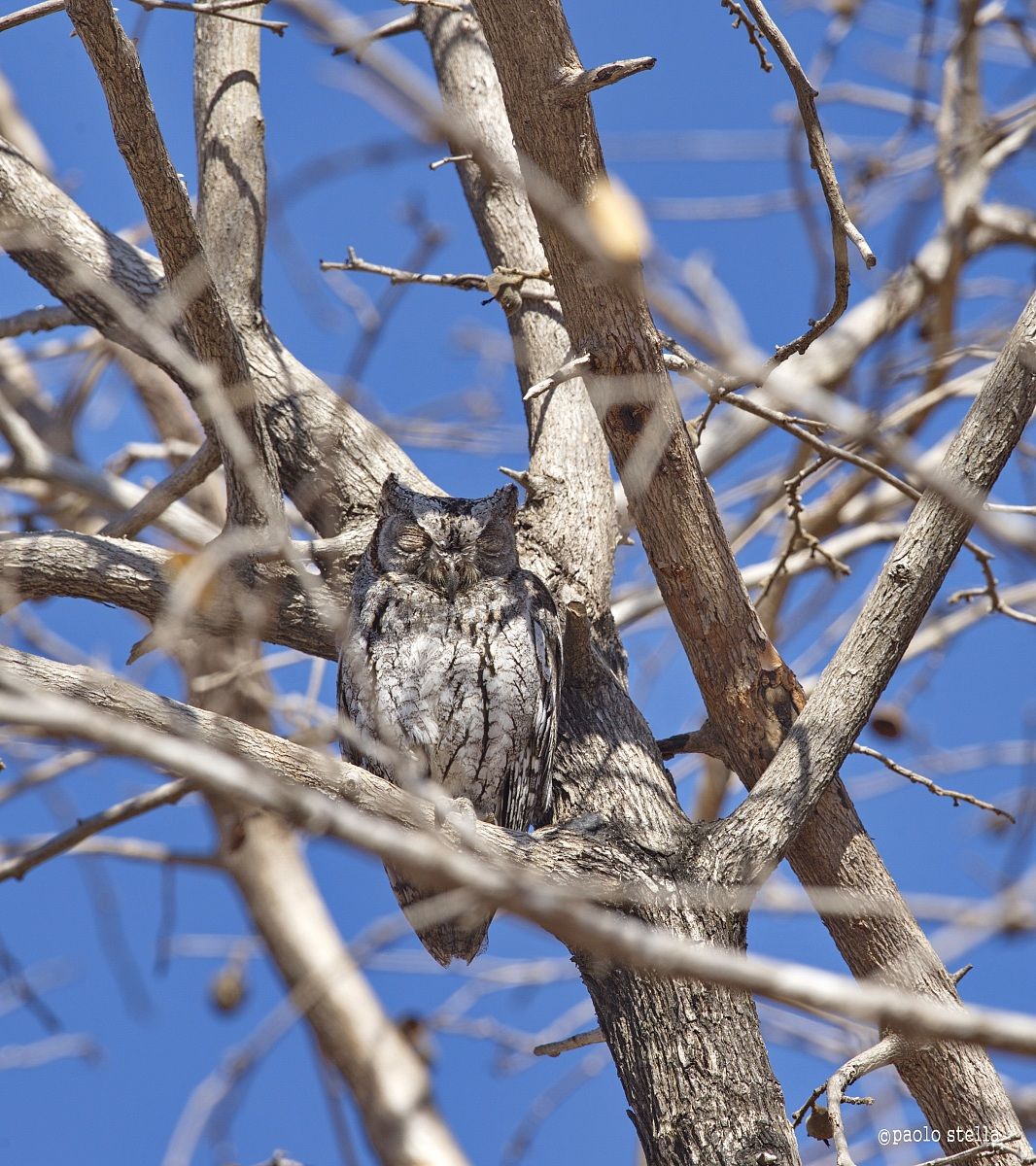 African Scops Owl (Otus senegalensis)