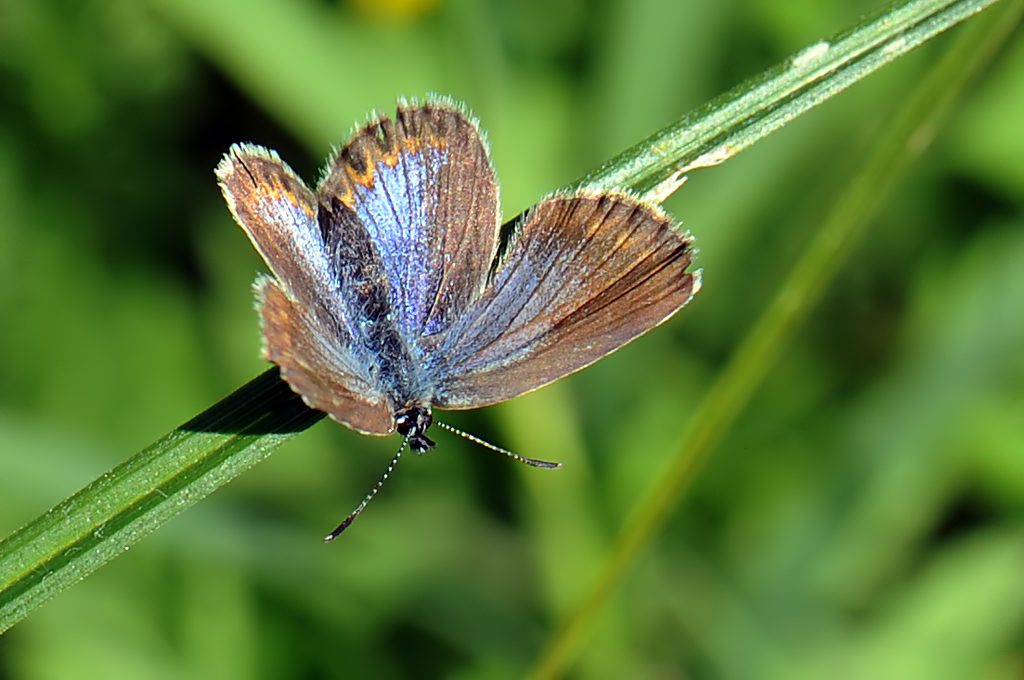 Plebejus (Lycaeides) abetonicus