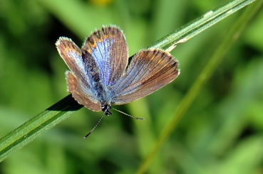 Lycaeides abetonicus