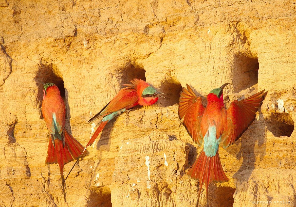 carmine bee-eater