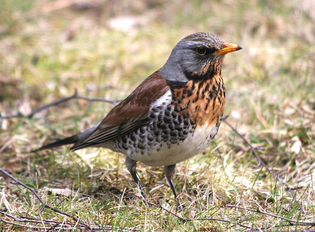 Campo tariffa (Turdus pilaris)