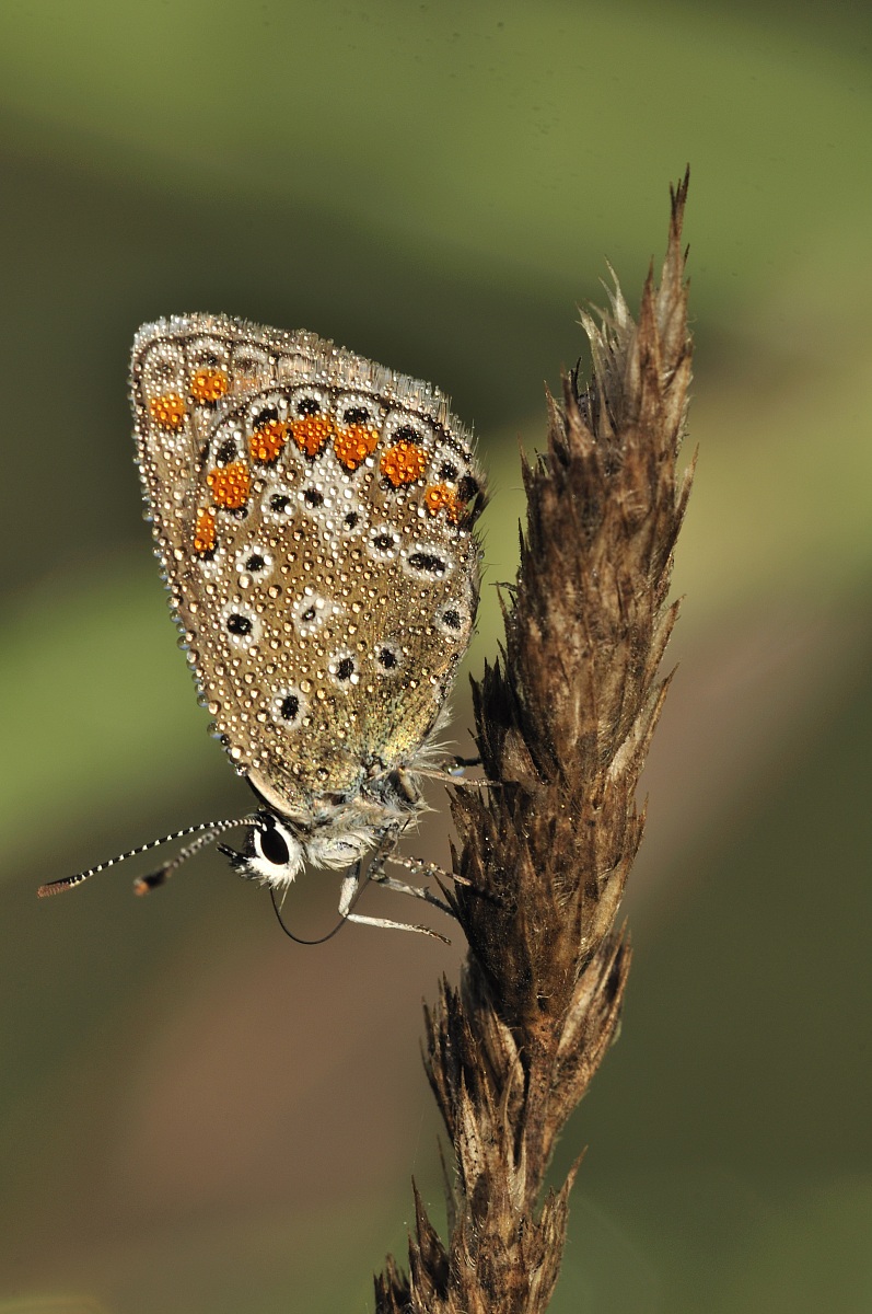 Aricia agestis (Denis & Schifferm?ller 1775) Aricia