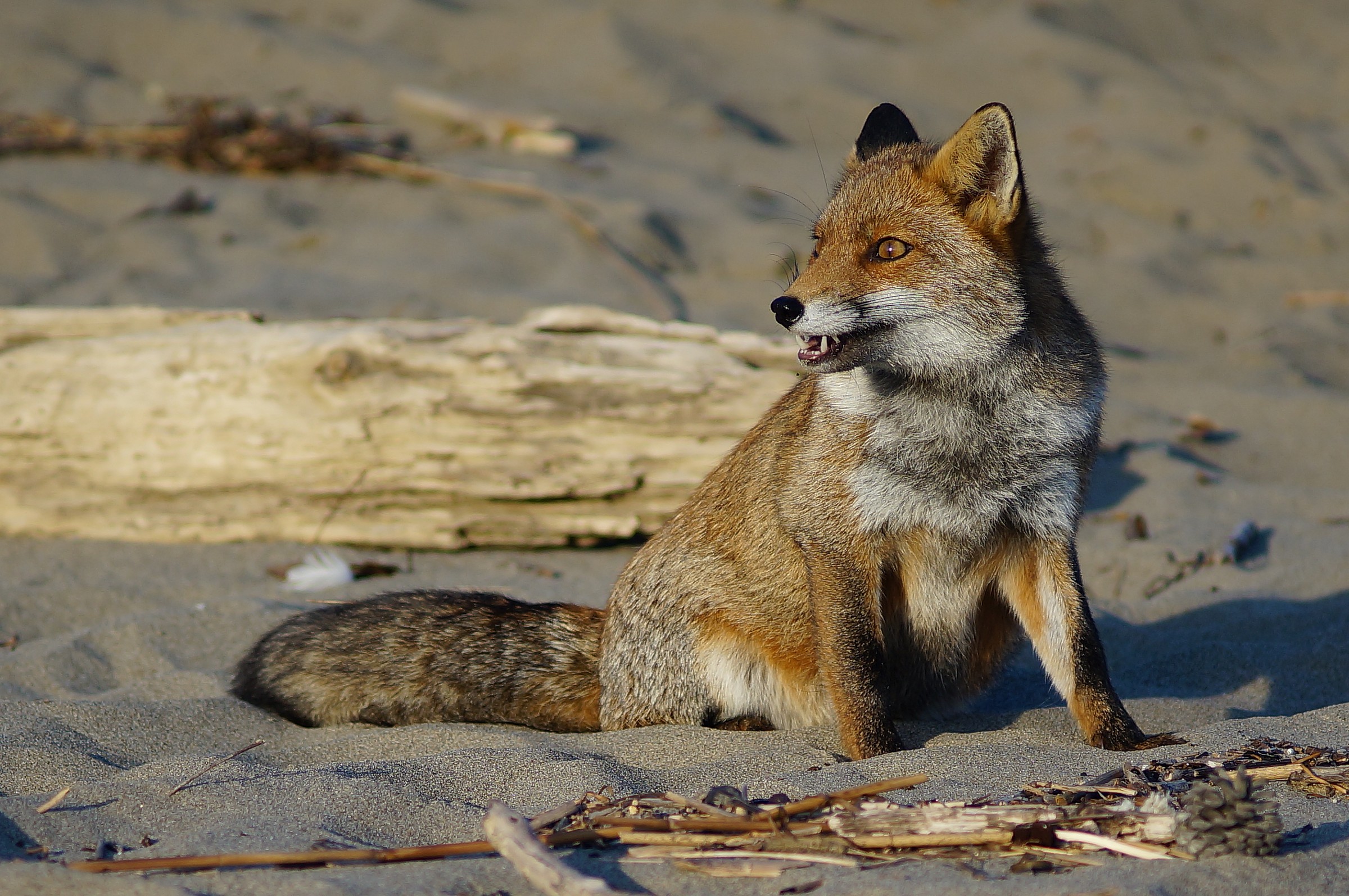 sulla sabbia del parco