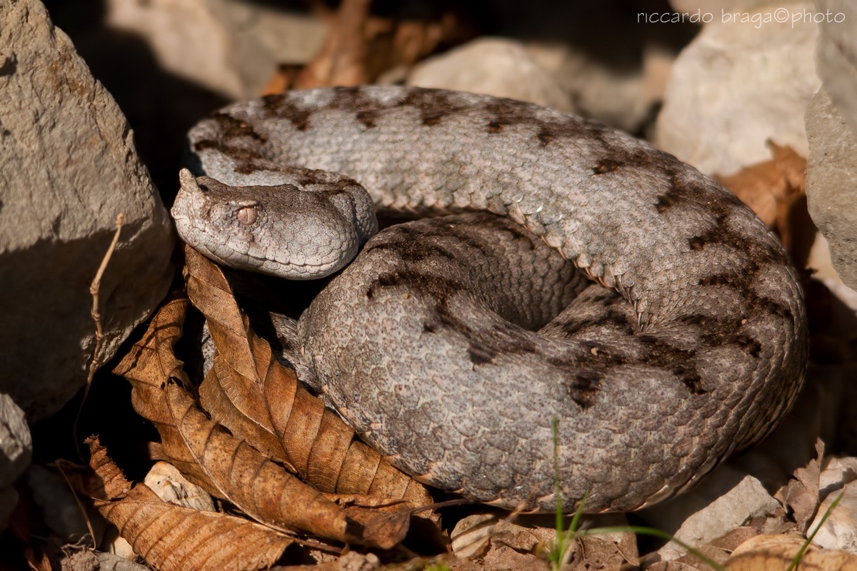 Vipera dal corno