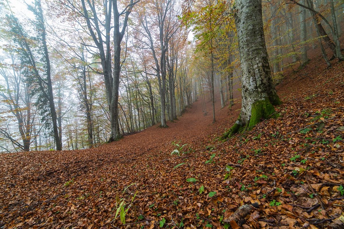 Foreste Casentinesi