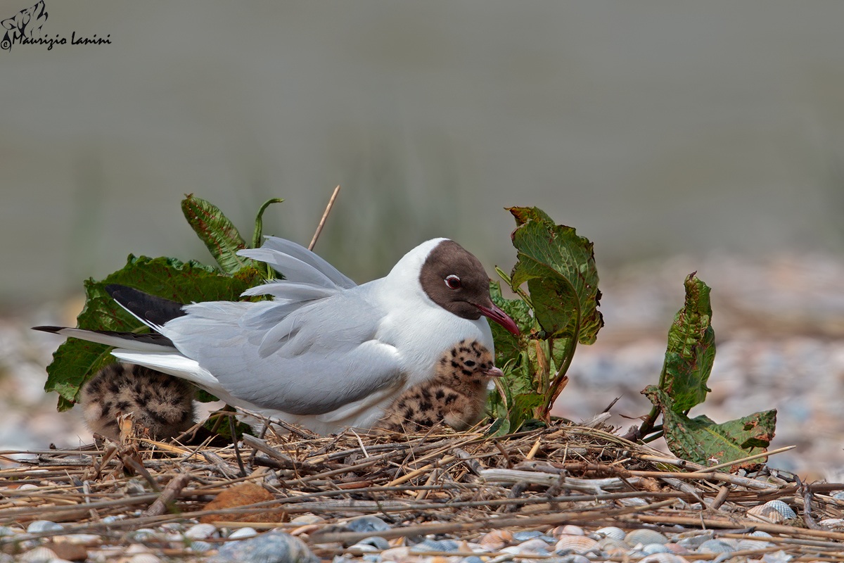 Protezione parentale