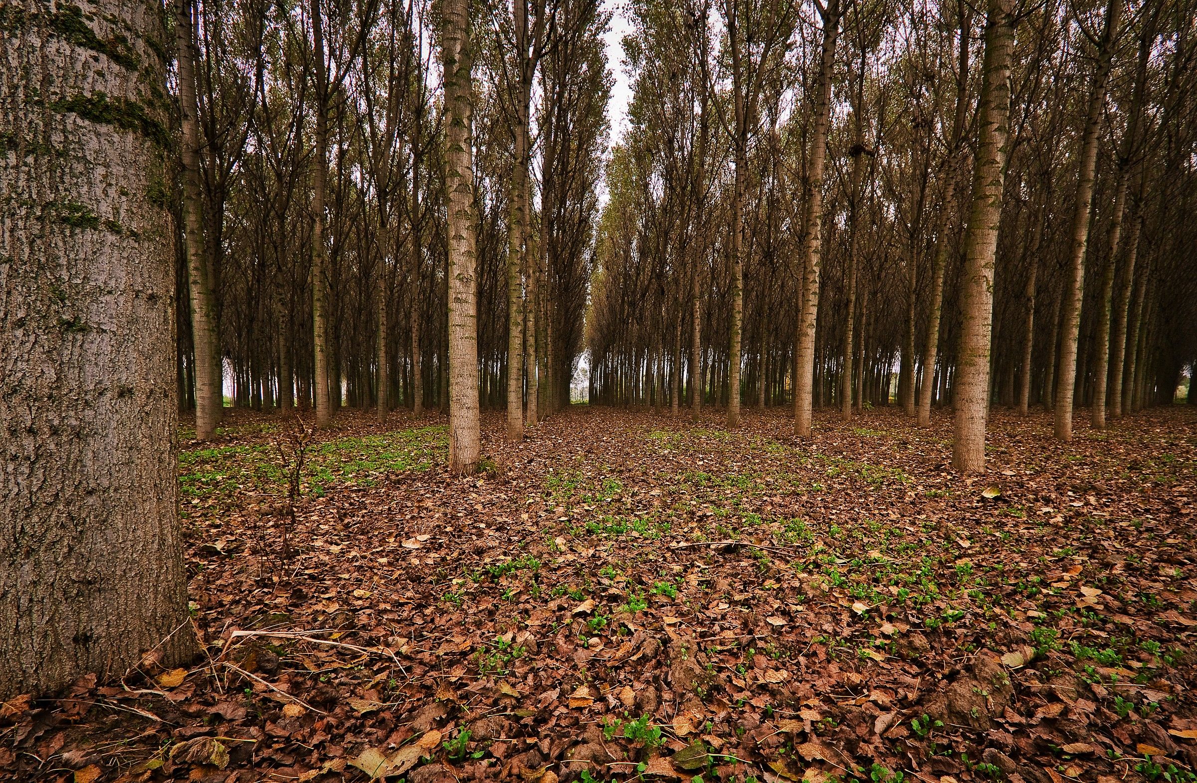 Autumn in the floodplain