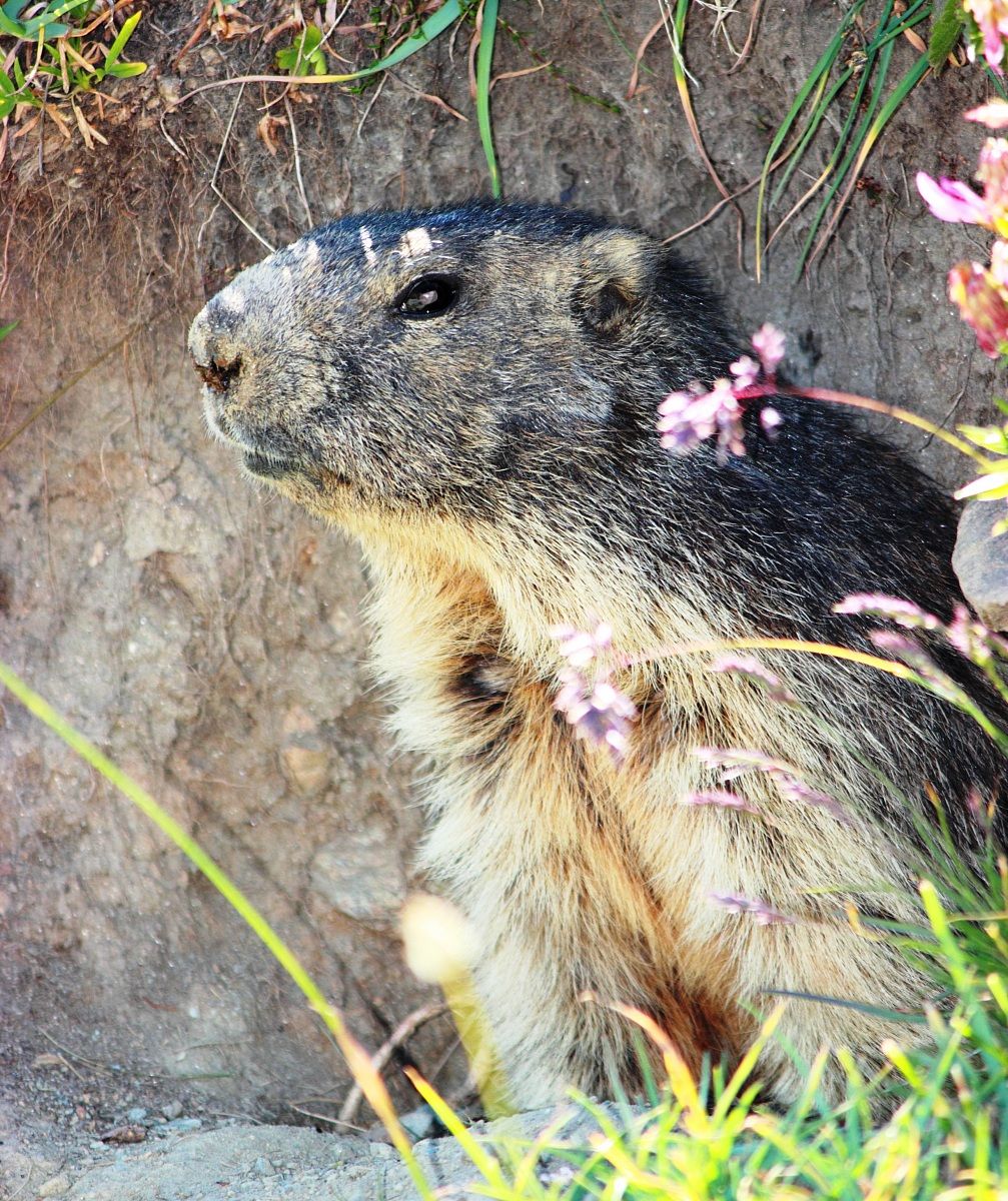 Marmotta