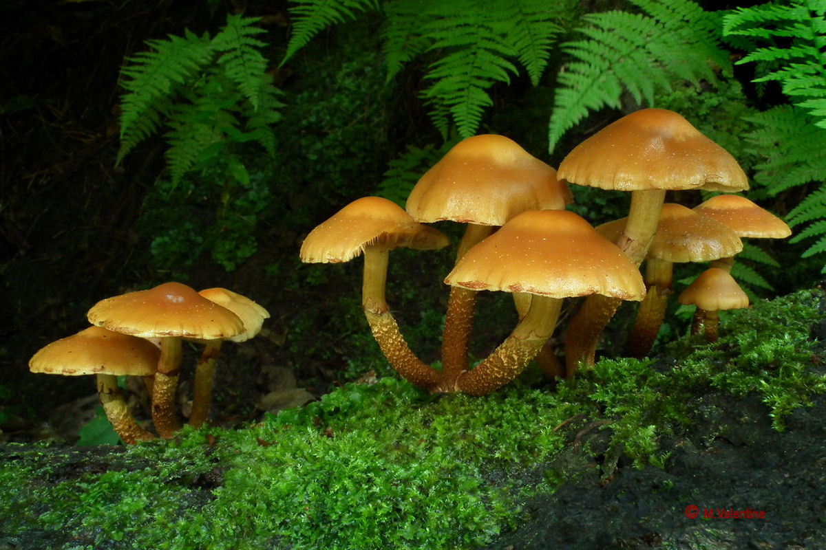 Sheathed Woodtuft - Kuehneromyces mutabilis