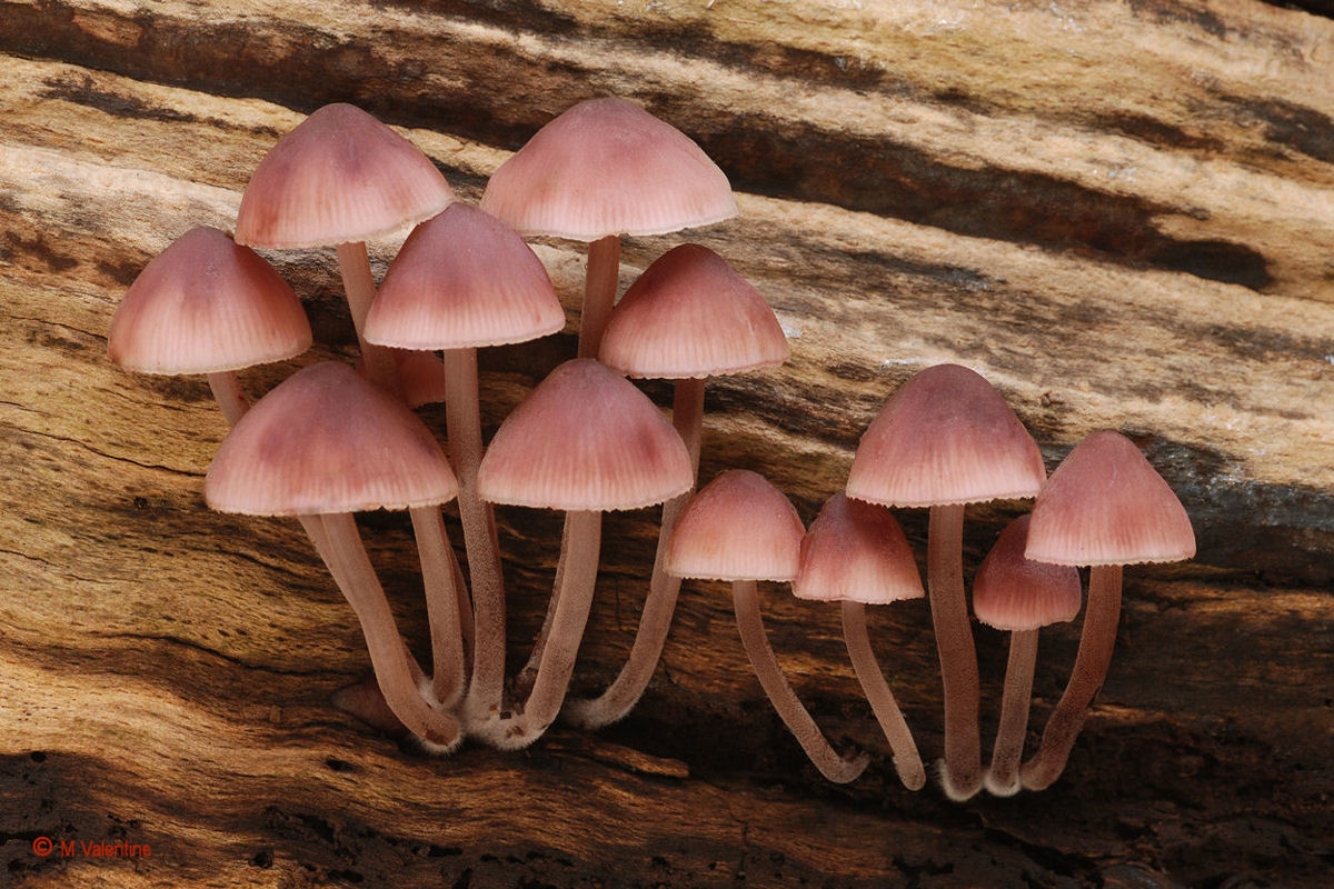 Burgundydrop Bonnet - Mycena haematopus
