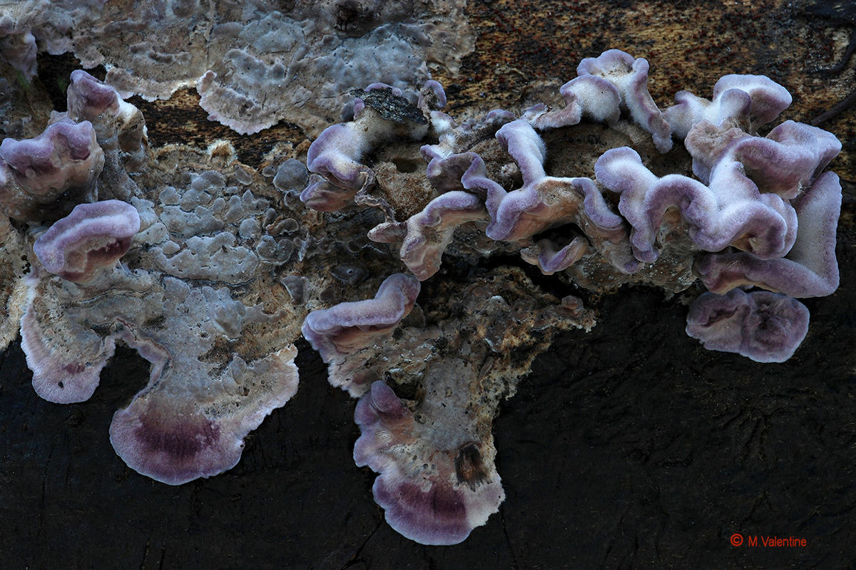 Silverleaf Fungus - Chondrostereum purpureum