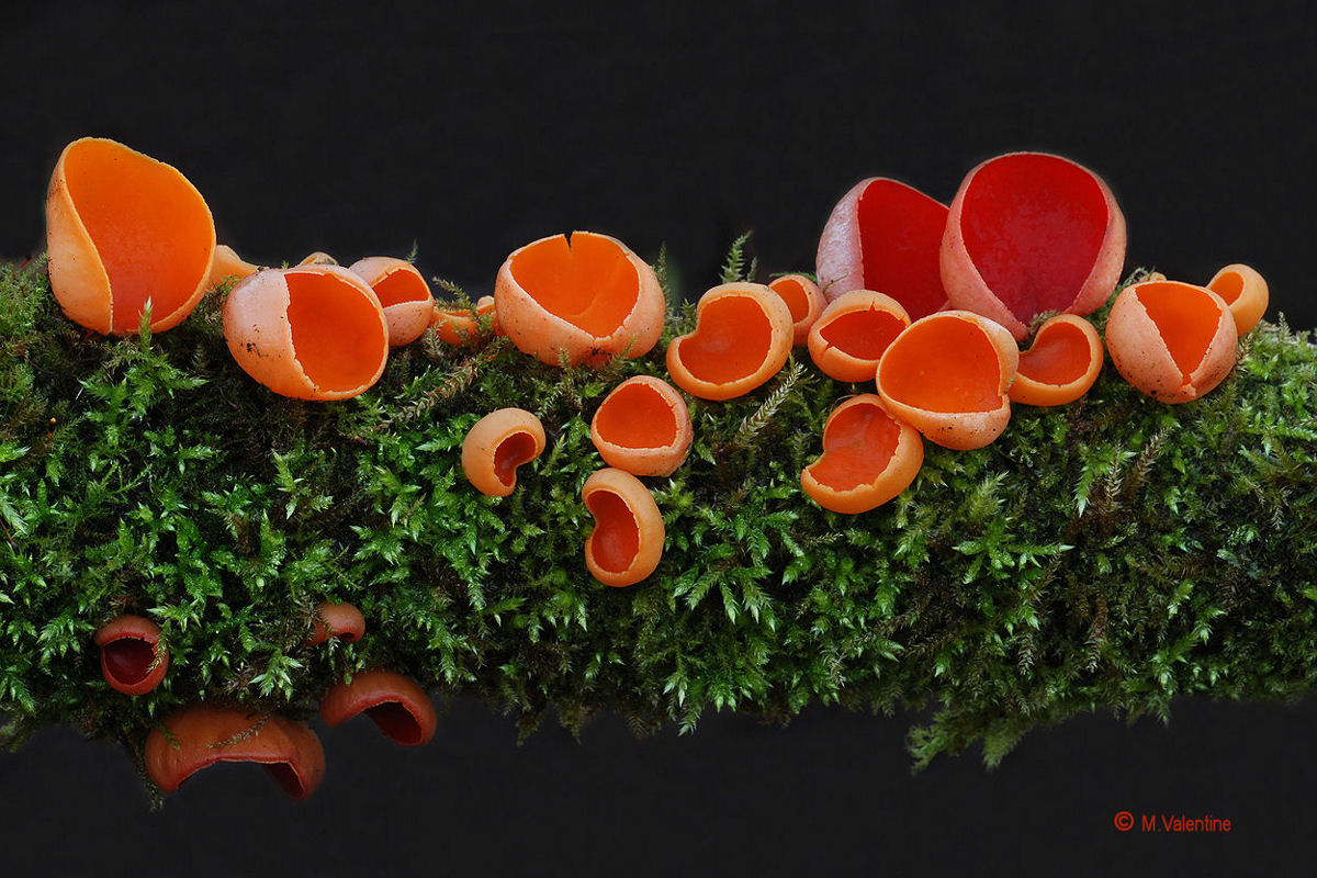 Scarlet Elfcup - Sarcoscypha austriaca