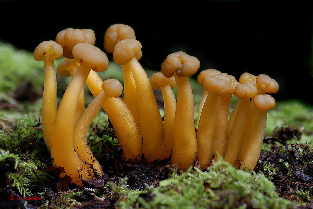Jellybaby - Leotia lubrica
