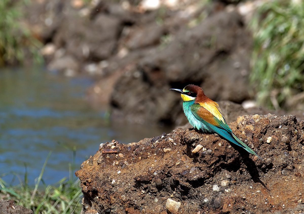 bee-eaters