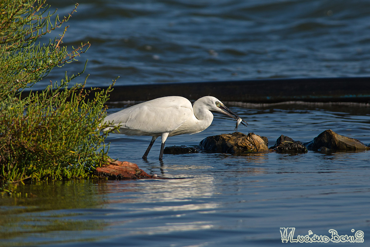 Egret