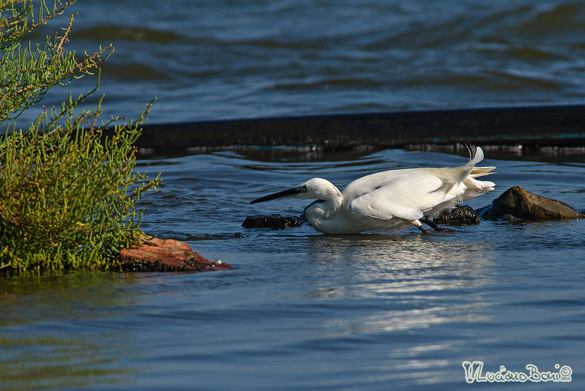 Egret