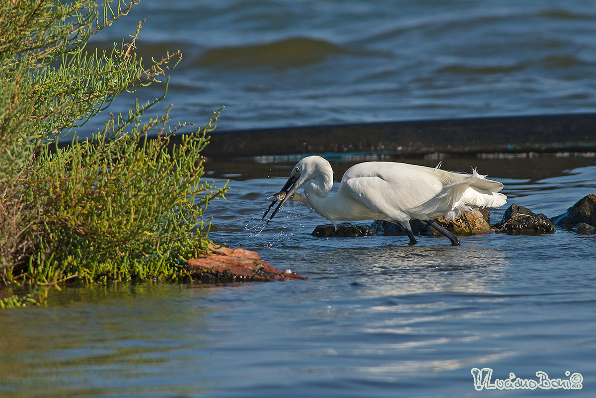 Egret
