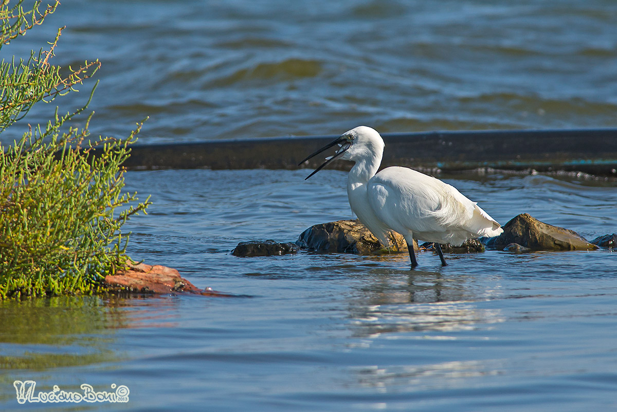 Egret