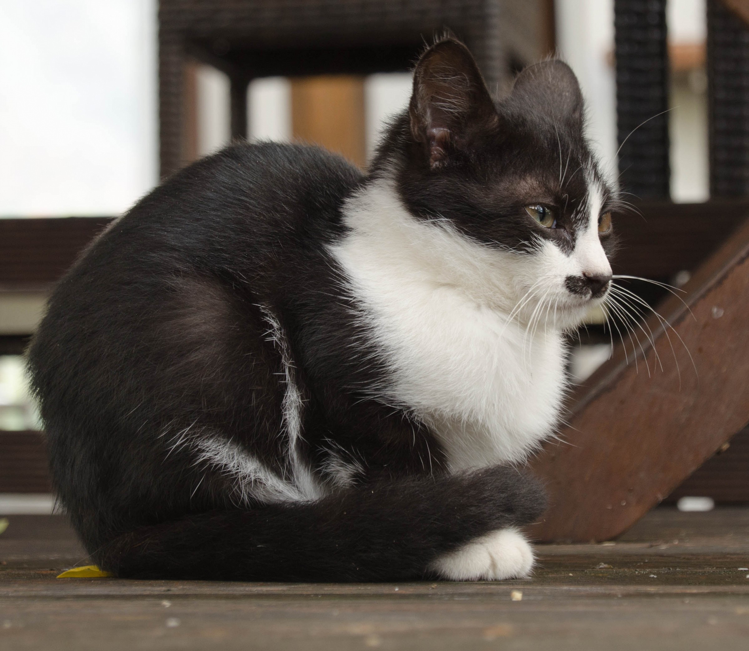 The cat Charlie Chaplin