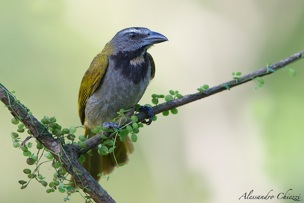 buff throated saltator