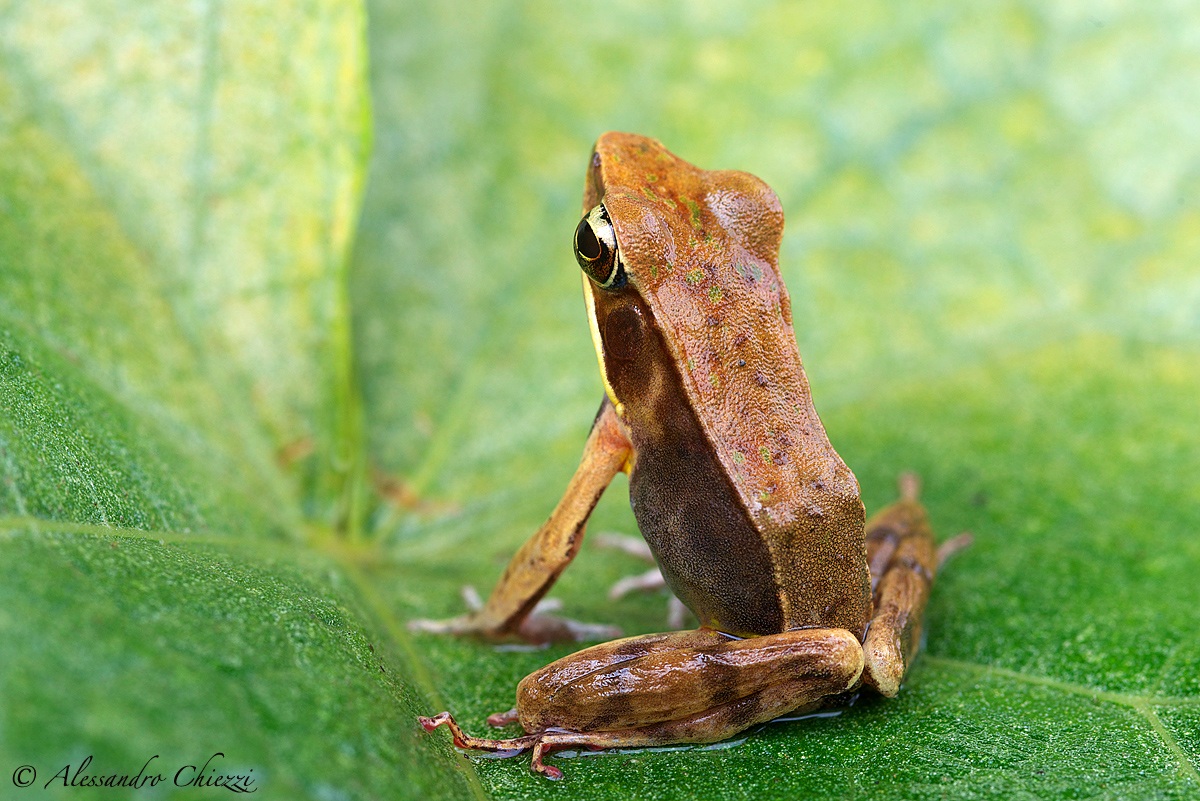 Brilliant forest frog