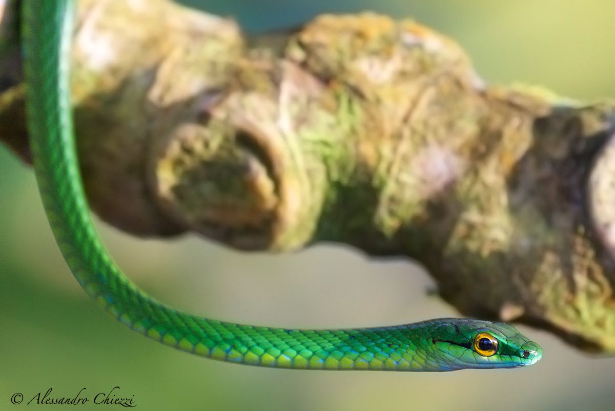 Leptophis depressirostri