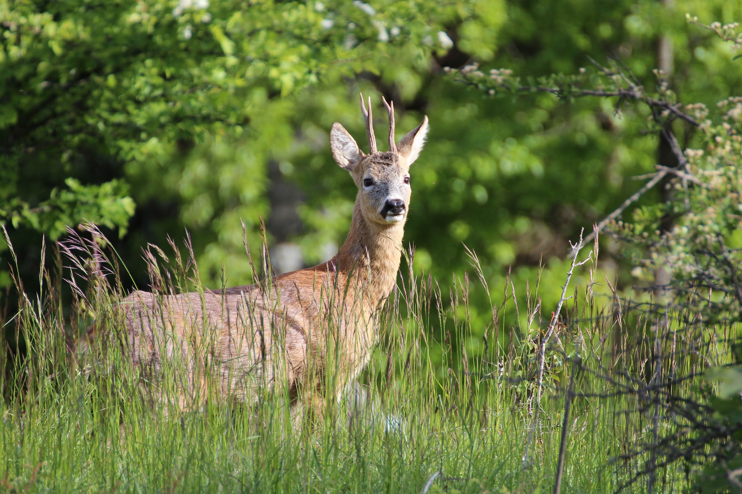 ho sentito qualcosa........