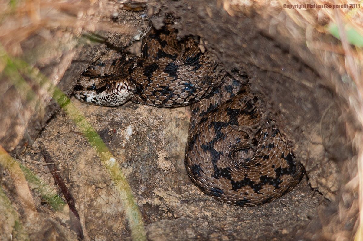 Adder (Vipera berus)