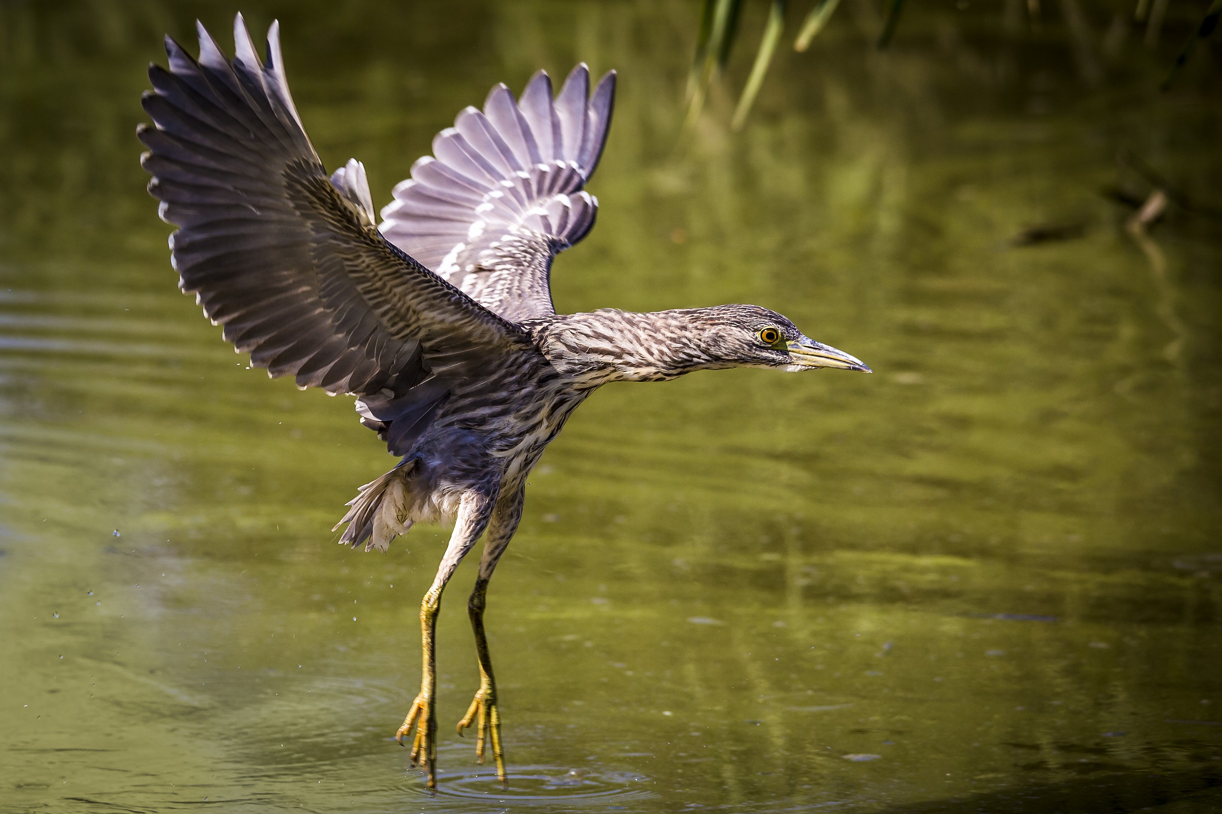 the jump of the Night Heron