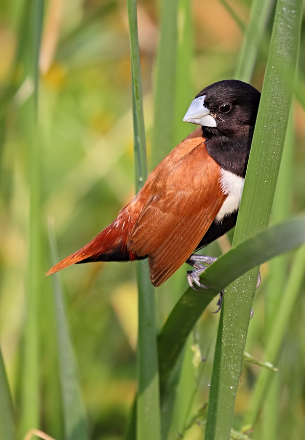 Black-headed Munia.