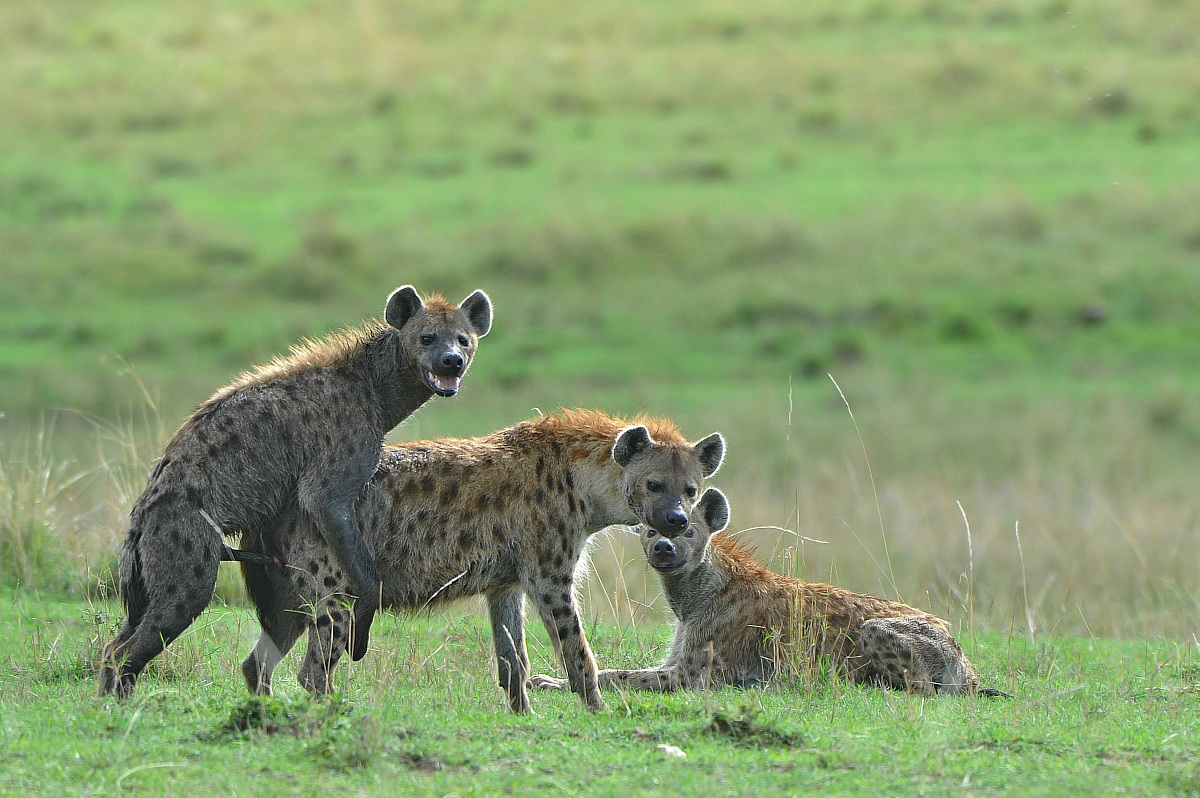 Spotted hyena - wildsex