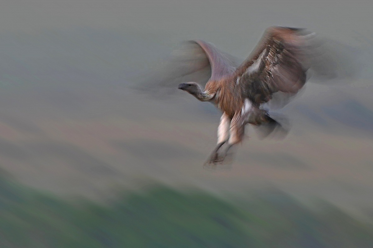 Rueppel griffon, the flight