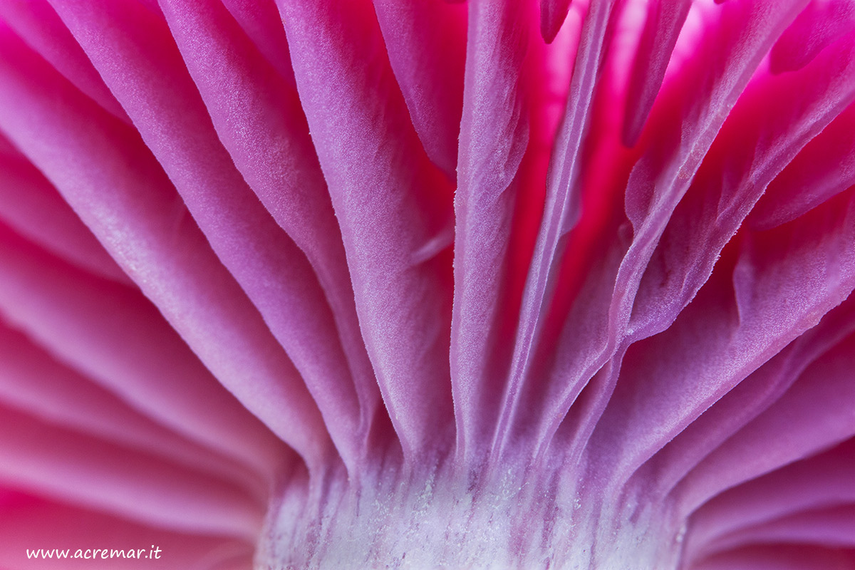Laccaria amethystina