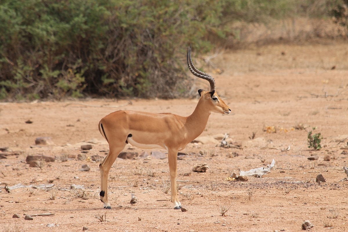 Impala