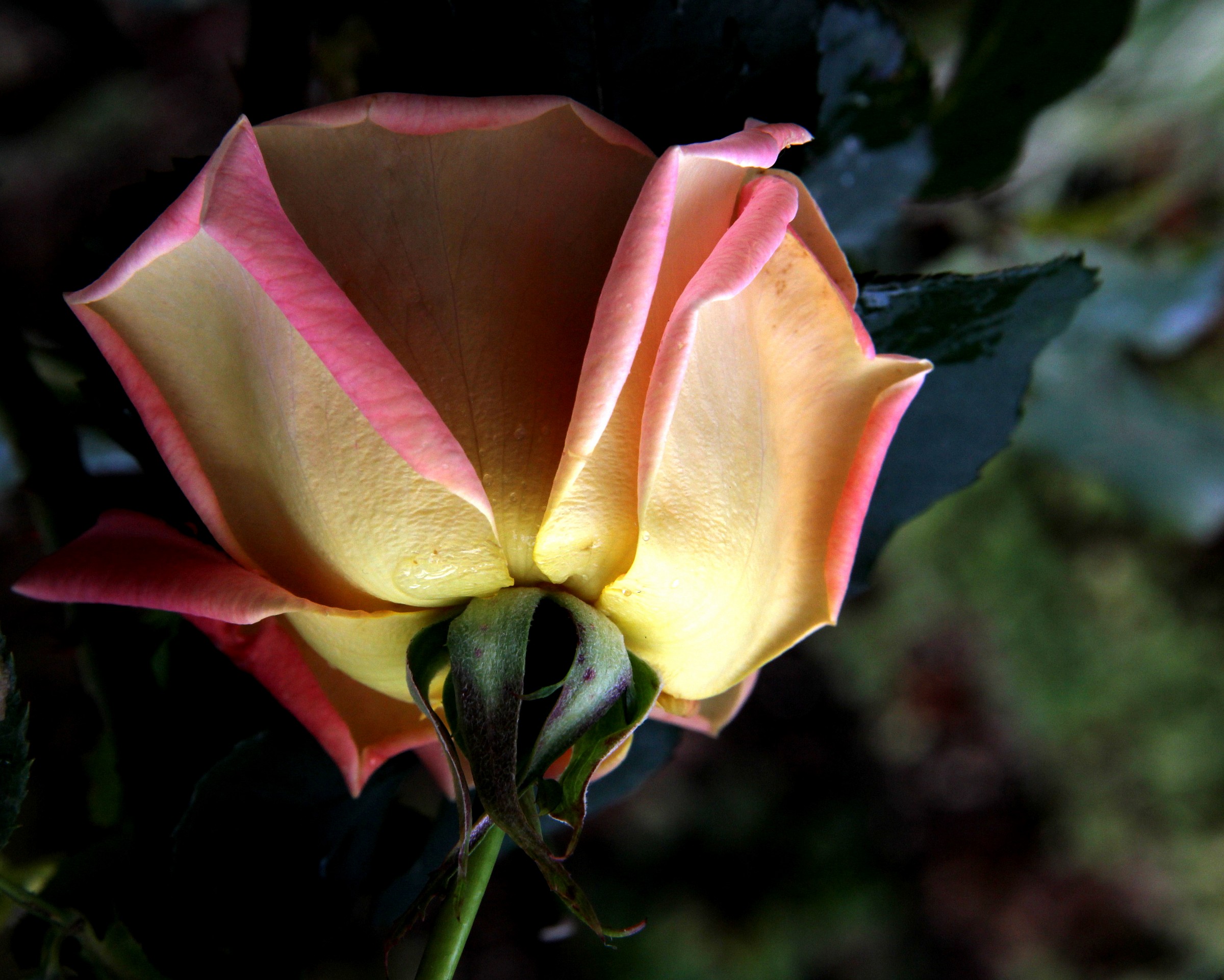 October, a rose ...