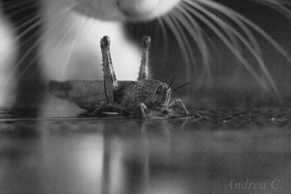 oh oh....mi è semblato di vedere un gatto...