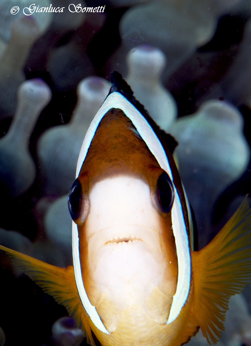 Amphiprion clarkii