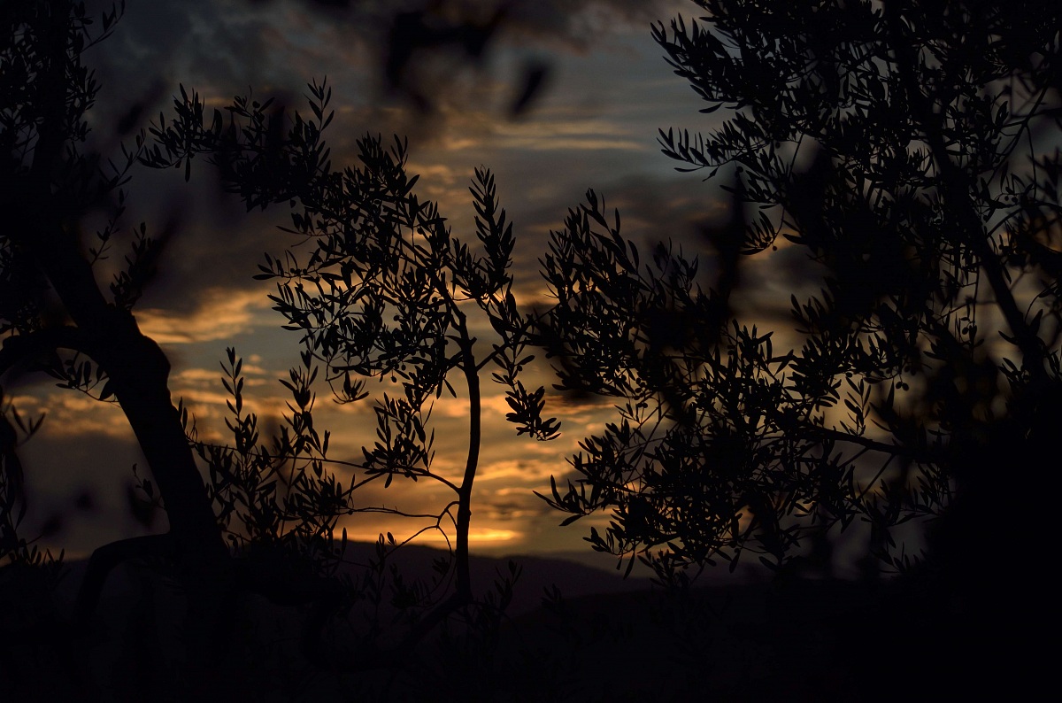 Silhouette of an olive tree