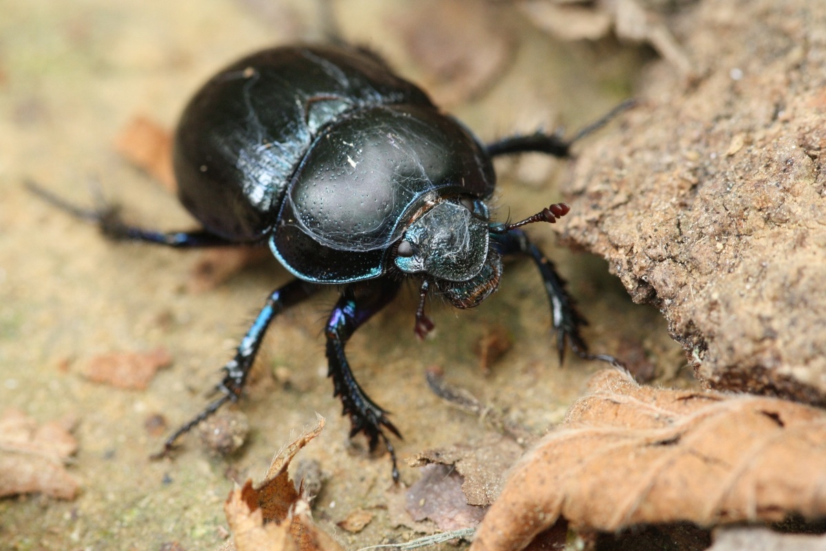 Geotrupes stercorarius