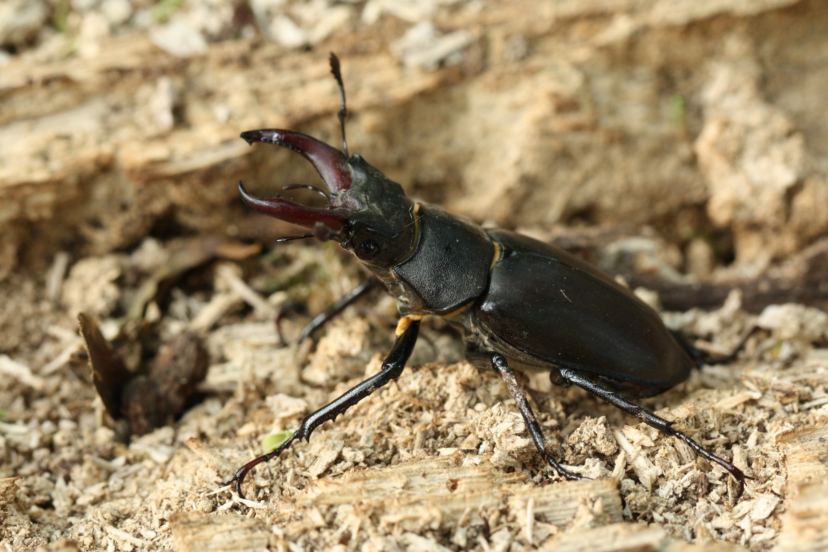 Lucanus cervus maschio
